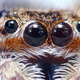 Illustration for article titled That Time Scientists Electrocuted Twins to Learn About Arachnophobia